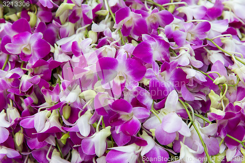 Image of beautiful orchid flowers