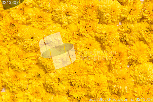 Image of beautiful chrysanthemums flowers