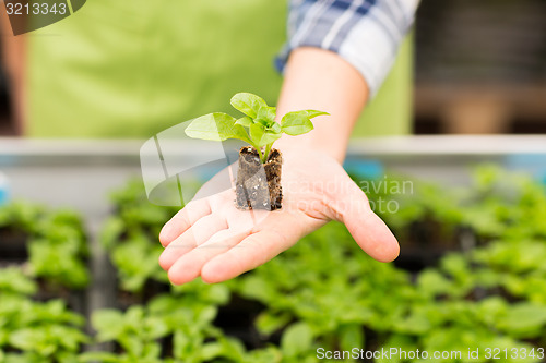 Image of close up of woman hand holding seedling sprout