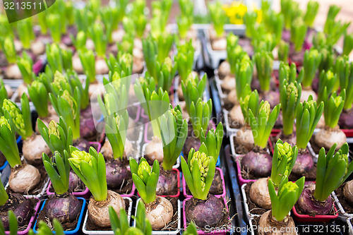 Image of close up of hyacinths seedlings at greenhouse