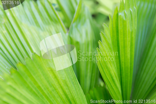 Image of green palm tree leaves