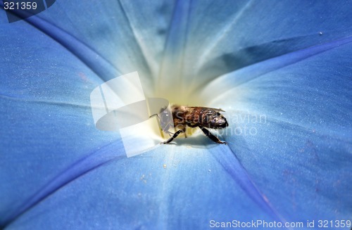 Image of Bee taking honey