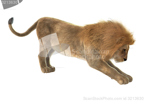 Image of Male Lion