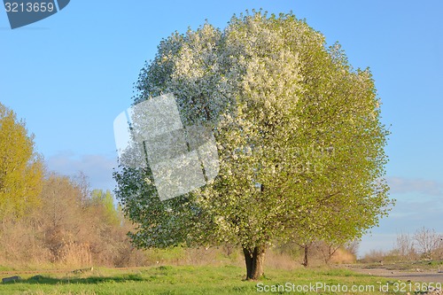 Image of White blooming cherry tree 