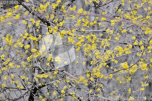 Image of Flowering dogwoods  Cornus mas