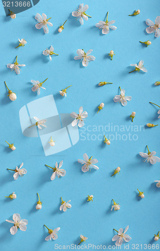 Image of white cherry blossoms