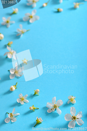 Image of white cherry blossoms