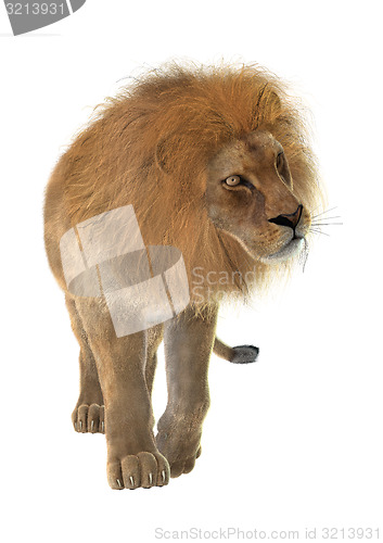 Image of Male Lion