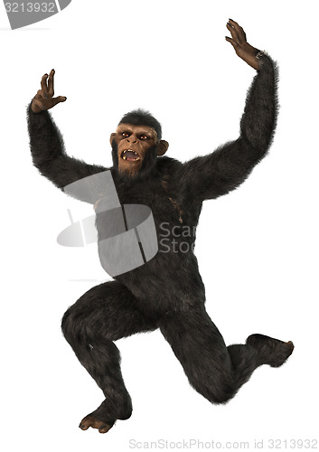 Image of Chimpanzee