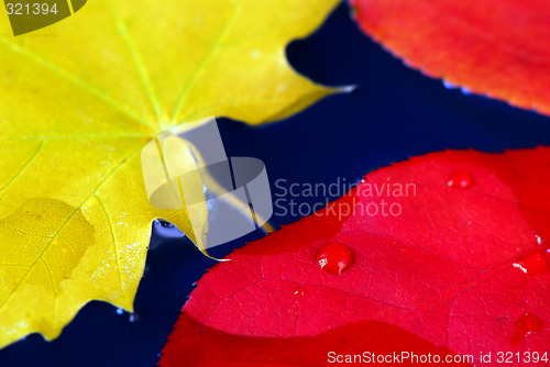 Image of Fall leaves in water