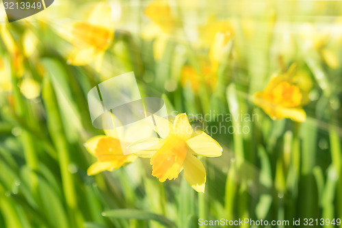 Image of Spring blossom narcissus daffodils yellow sunlit flowers with su