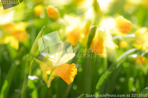 Image of Yellow spring flowers narcissus daffodils with bright sunbeams s