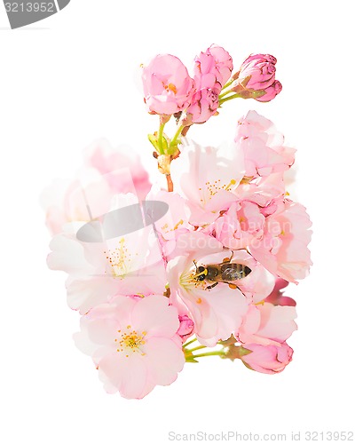Image of Isolated bunch spring blossom pink flowers with honeybee obtaini