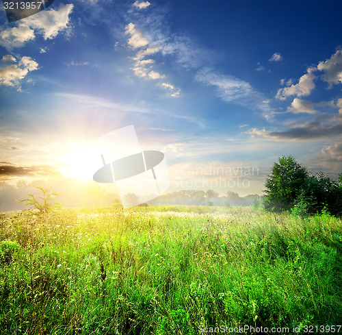 Image of Field with green grass