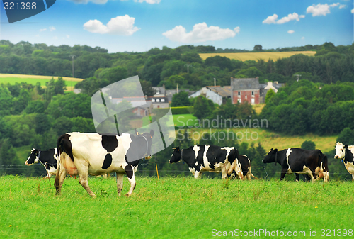 Image of Cows in a pasture