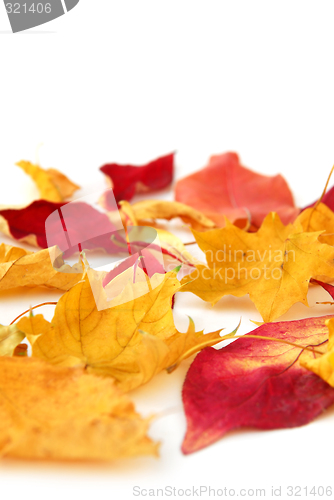 Image of Autumn leaves