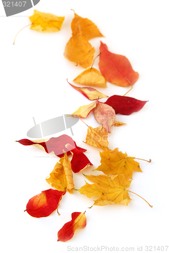 Image of Autumn leaves