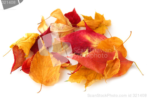 Image of Autumn leaves