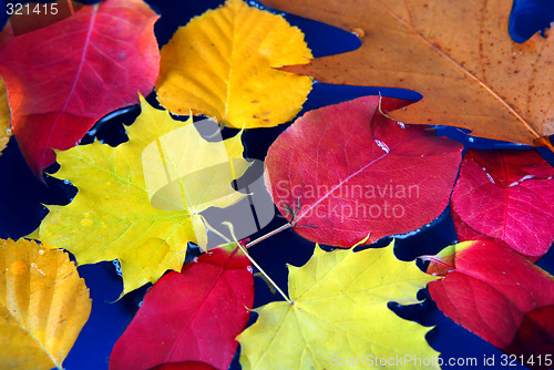Image of Fall leaves in water