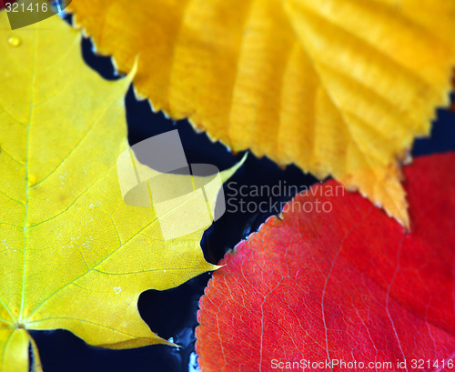 Image of Fall leaves in water
