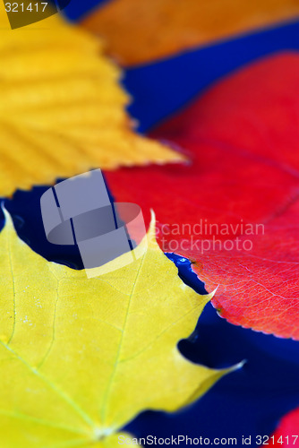 Image of Fall leaves in water