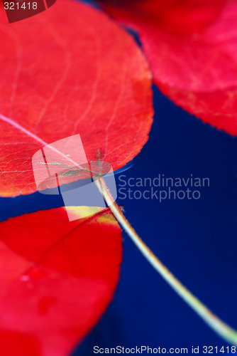 Image of Fall leaves in water