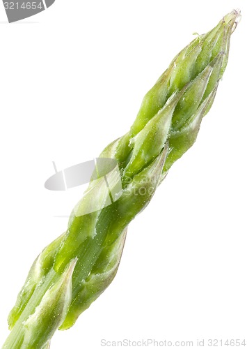 Image of Asparagus Magnification