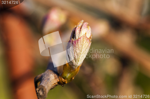 Image of grapes sprout  