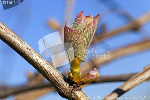 Image of grapes sprout  