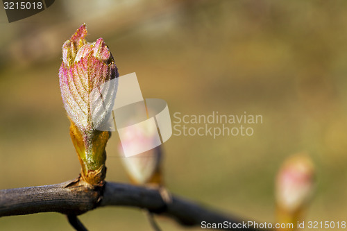 Image of grapes sprout  