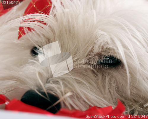 Image of Westie
