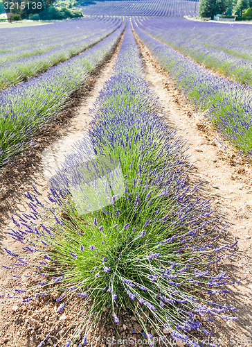 Image of Lavander field