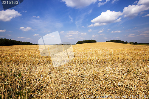 Image of   wheat  