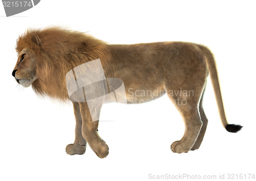 Image of Male Lion