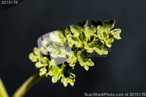 Image of Absinthe, wormwood, Artemisisa absinthum