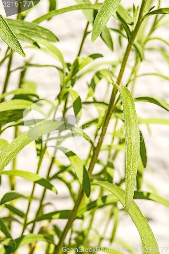 Image of tarragon