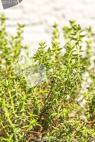 Image of thyme