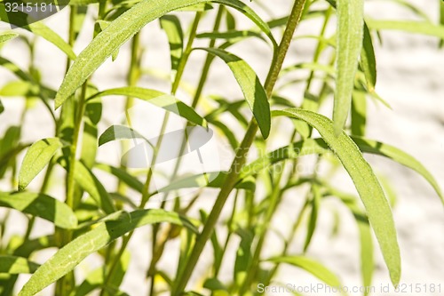 Image of tarragon