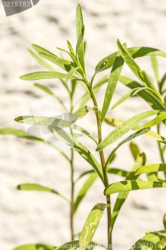 Image of tarragon