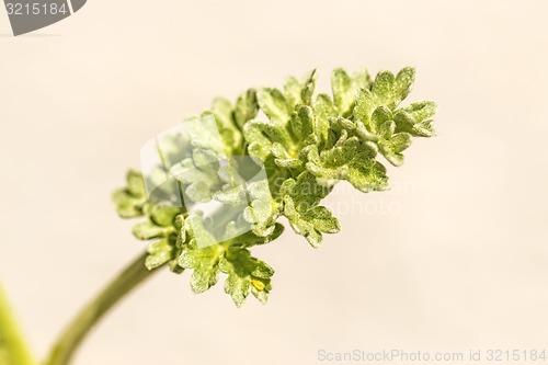 Image of Absinthe wormwood, Artemisisa absinthum