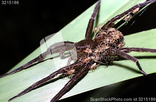 Image of Raft spider with spider babies on back. Dolomedes fimbriatus.