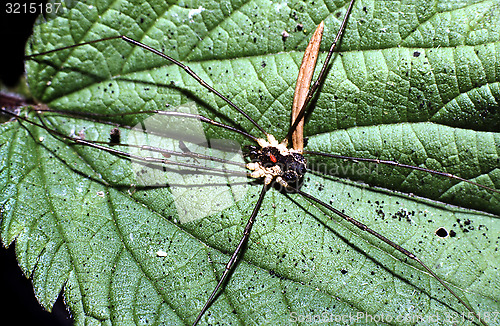 Image of Harvestmen with Acari on back.