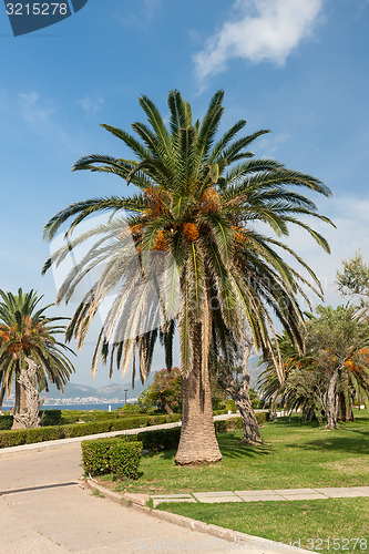 Image of View of coconut palms in Montenegro, Balkans