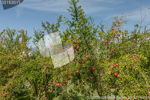 Image of Pomegranates on the tree 