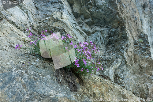 Image of Green hills and meadow with wild flowers in Montenegro.