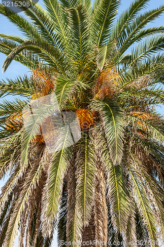 Image of View of coconut palms in Montenegro, Balkans