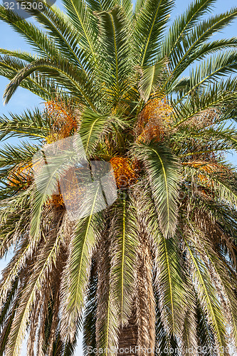 Image of View of coconut palms in Montenegro, Balkans