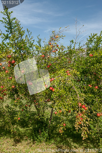 Image of Pomegranates on the tree 
