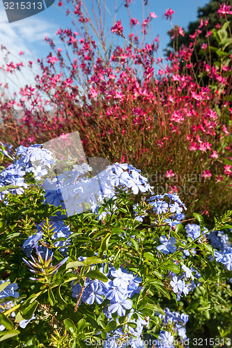 Image of Green hills and meadow with wild flowers in Montenegro.