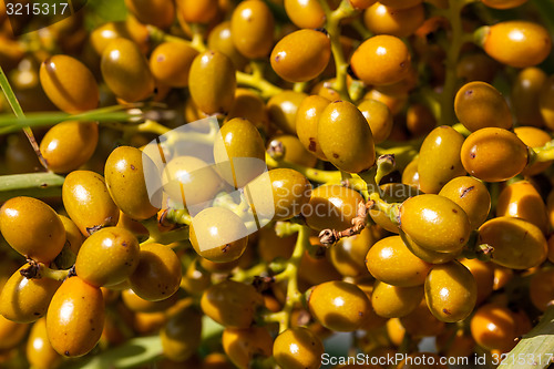 Image of Closeup of yellow dates clusters